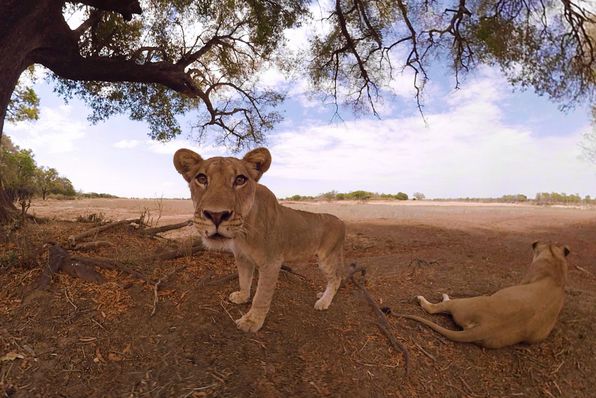 Lions in Zambia's South Luangwa National Park